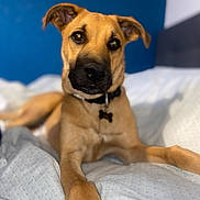 Falko participe au concours pour gagner de l'argent avec cette photo : animal, bed, bedding, black_nose, blue_wall, canine, closeup, collar, comfort, dog, focus, furniture, home, indoor, lying_down, pet, portrait, relaxed, soft_light, tan_fur
