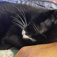 Gidget is registered to the contest to win money with this photo: cat, black_and_white, sleeping, whiskers, paw, fur, close_up, relaxation, domestic_animal, pet, animal, resting, human_arm, indoor, comfort, cozy, cute, feline, mammal, companionship