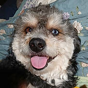 Robie is registered to the contest to win money with this photo: dog, heterochromia, tongue_out, happy, fluffy, close_up, pet, canine, brown_eye, blue_eye, bed, blanket, smiling, fur, nose, indoor, portrait, cute, animal, domestic