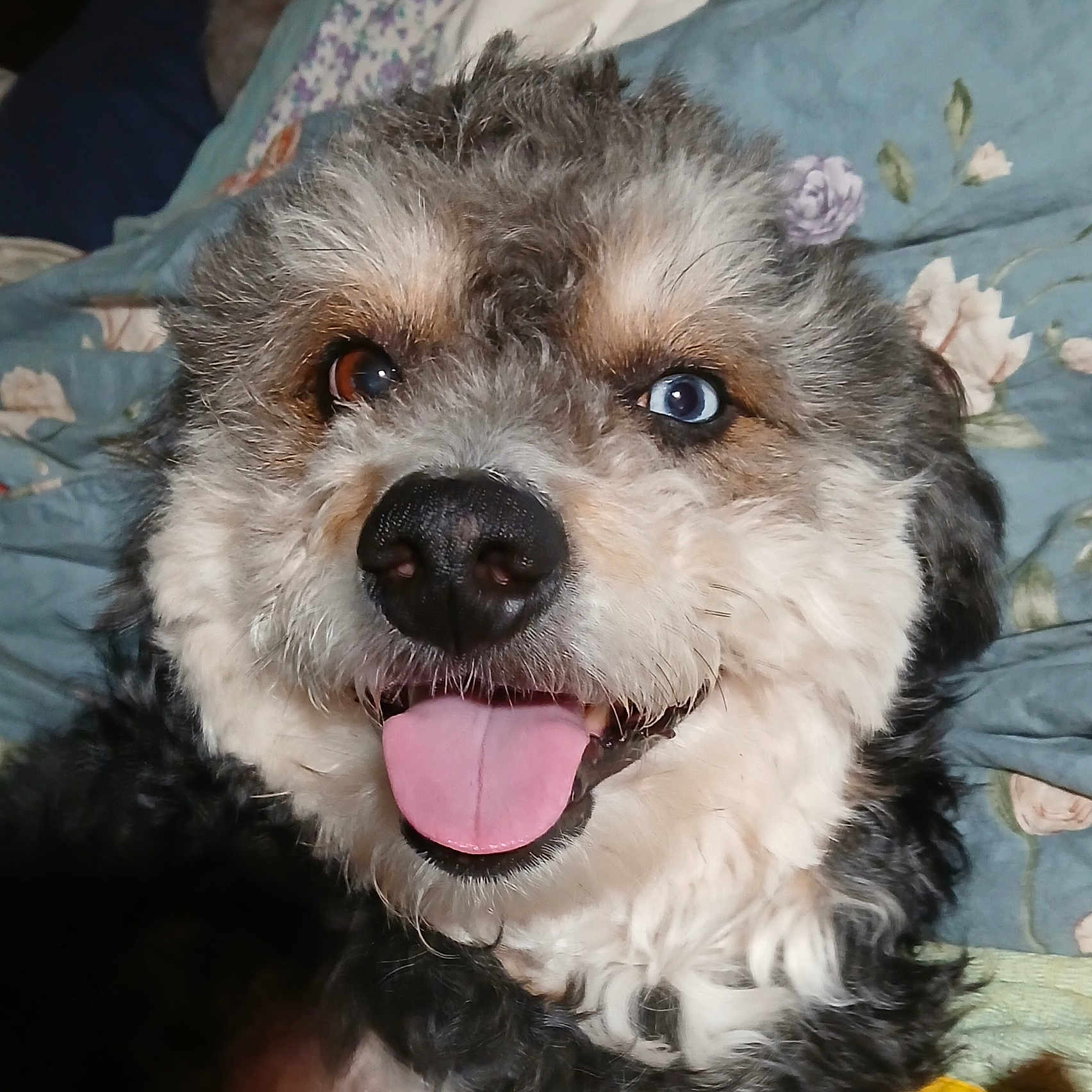 Robie is registered to the contest to win money with this photo: animal, bed, blanket, blue_eye, brown_eye, canine, close_up, cute, dog, domestic, fluffy, fur, happy, heterochromia, indoor, nose, pet, portrait, smiling, tongue_out