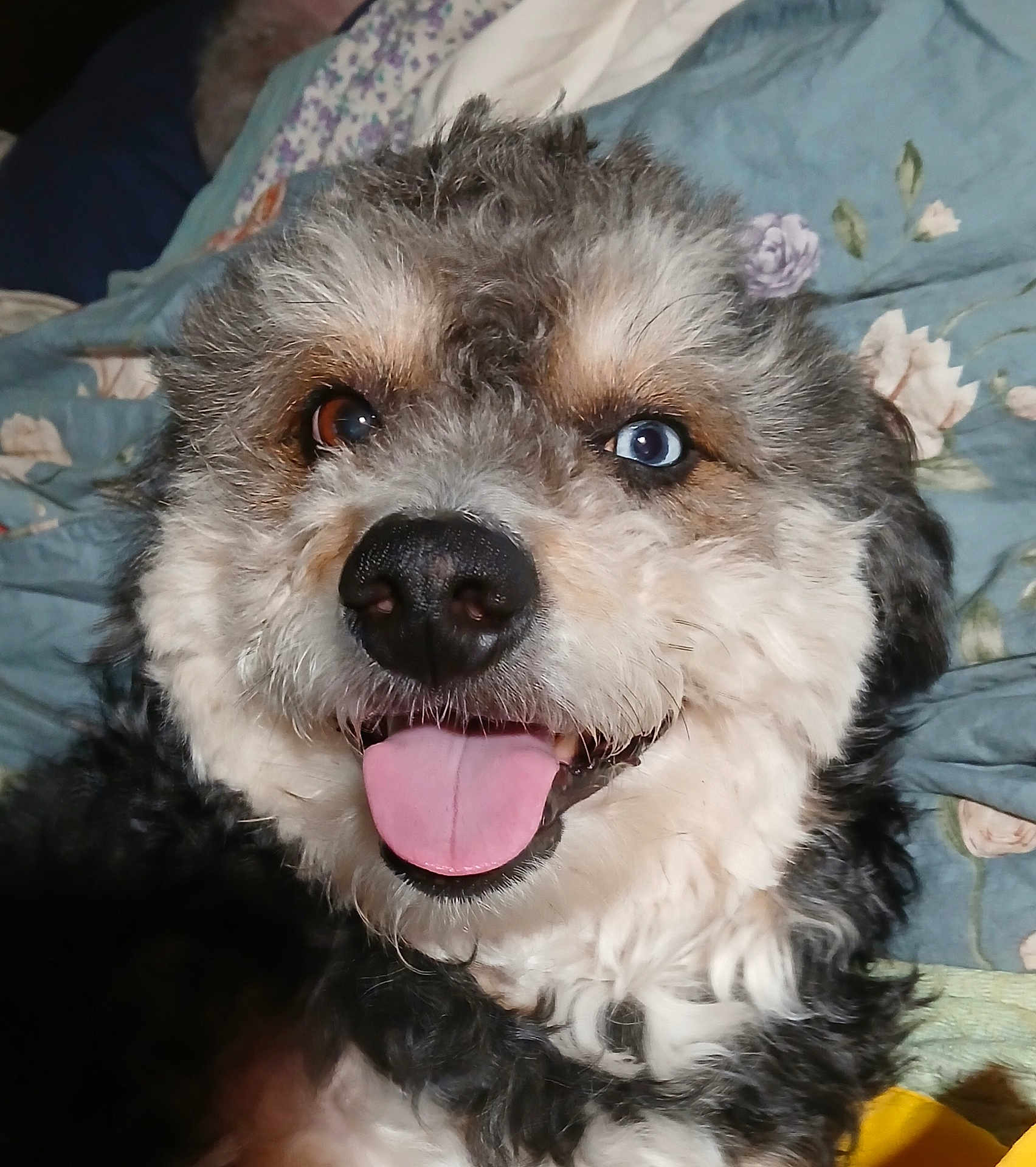 Robie is registered to the contest to win money with this photo: dog, heterochromia, tongue_out, happy, fluffy, close_up, pet, canine, brown_eye, blue_eye, bed, blanket, smiling, fur, nose, indoor, portrait, cute, animal, domestic
