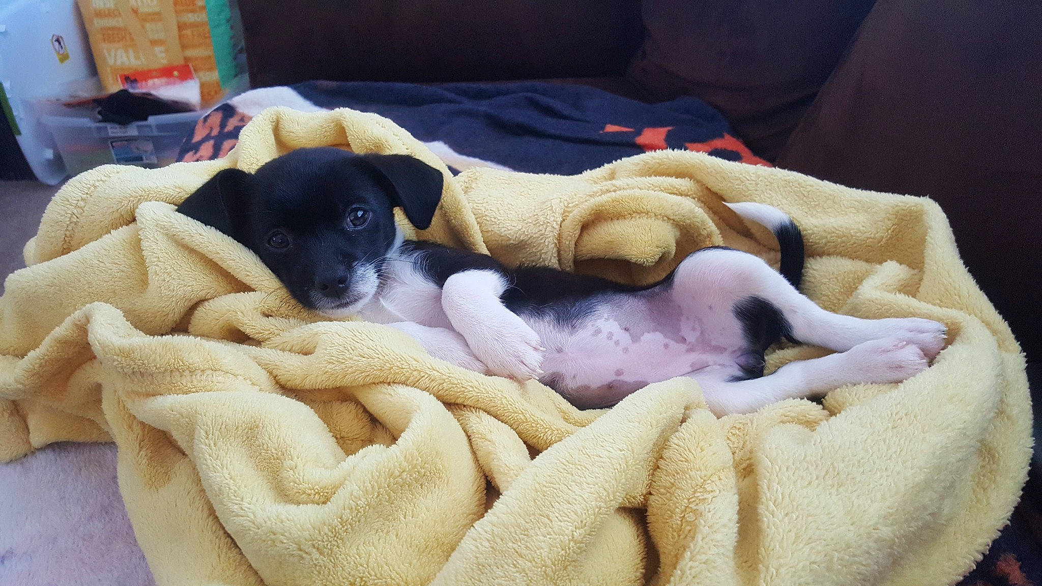 Scarlett is registered to the contest to win money with this photo: bed, blanket, boston_terrier, canidae, carnivore, chilean_fox_terrier, comfort, companion_dog, dog, dog_breed, fawn, fur, guard_dog, linens, nap, non_sporting_group, paw, sporting_group, toy_dog, working_animal