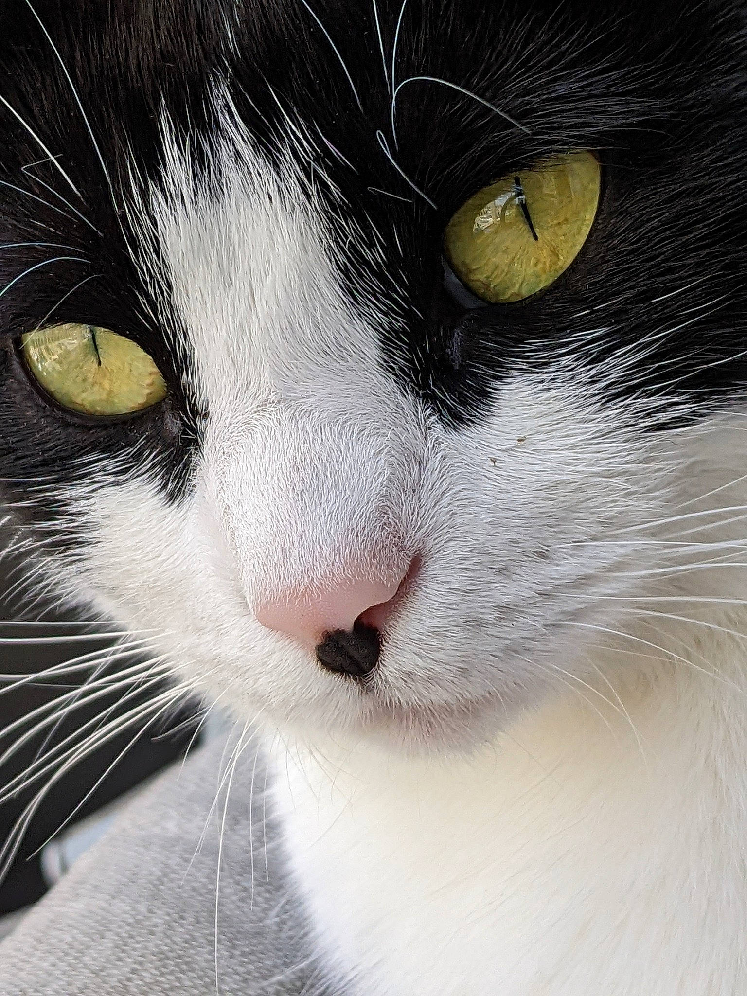 Harmony is registered to the contest to win money with this photo: carnivore, cat, close_up, comfort, domestic_short_haired_cat, eye, felidae, fur, hair, head, iris, mammal, small_to_medium_sized_cats, snout, terrestrial_animal, vertebrate, whiskers