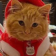 Charile is registered to the contest to win money with this photo: animal, antlers, cat, christmas, closeup, costume, cozy, cute, feline, fluffy, holiday, indoor, orange_cat, pet, portrait, red_clothing, reindeer, relaxed, tag, white_fur_trim