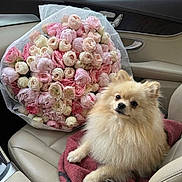 Luna joined the competition — help win amazing prizes! dog, pomeranian, flower_bouquet, roses, pink_flowers, cream_flowers, car_interior, leather_seat, blanket, pet, cute, fluffy, small_dog, companion, animal, indoor, seatbelt, window, door_handle, relaxing