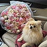 dog, pomeranian, flower_bouquet, roses, pink_flowers, cream_flowers, car_interior, leather_seat, blanket, pet, cute, fluffy, small_dog, companion, animal, indoor, seatbelt, window, door_handle, relaxing
