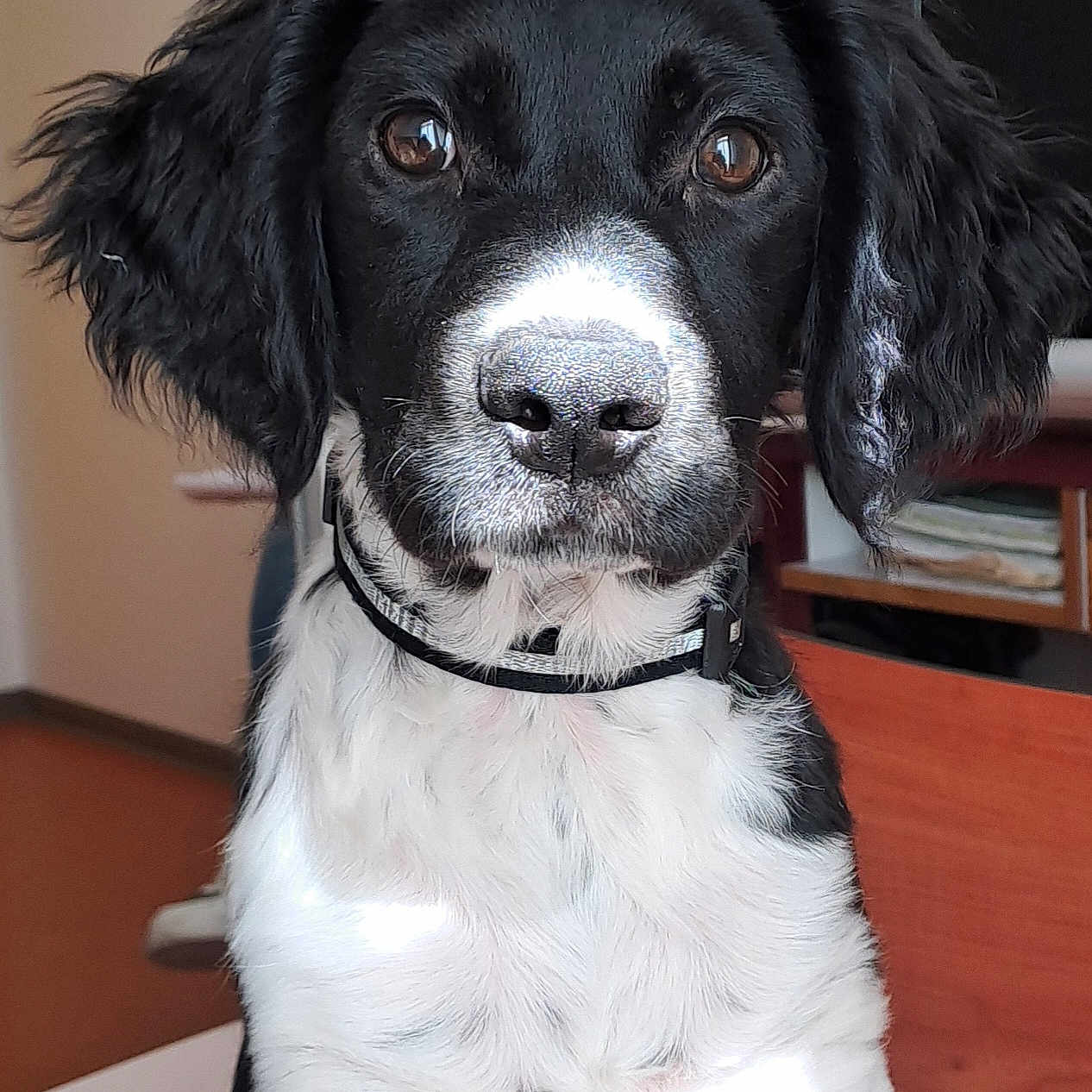 Aïko a rejoint le concours — aidez-le/la à gagner de superbes lots ! animal, attention, black_and_white, brown_eyes, close_up, collar, curious, cute, dog, domestic_animal, fluffy_ears, fur, indoor, looking_at_camera, natural_light, pet, portrait, puppy, sitting, young_dog