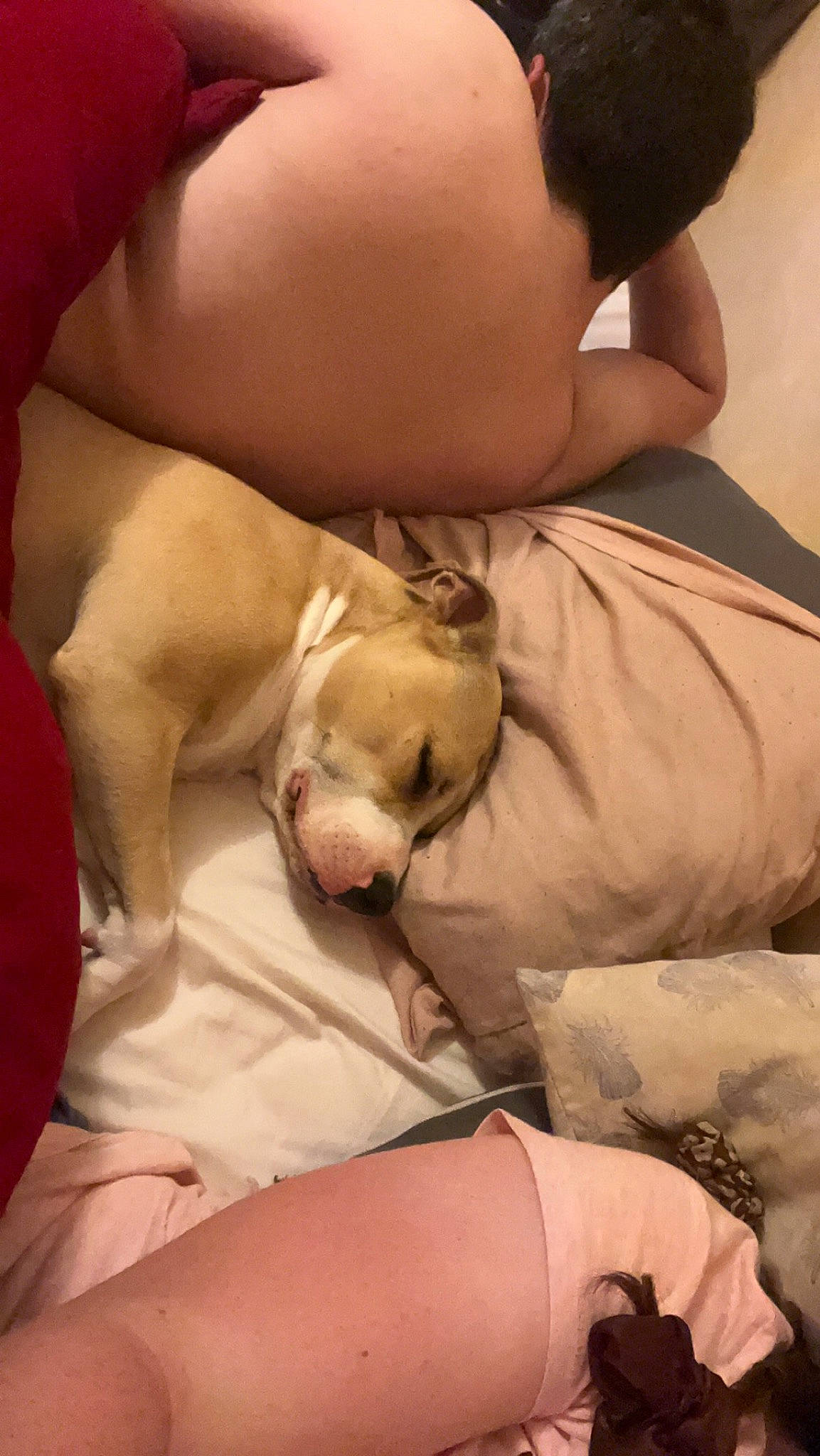 Paki participe au concours pour gagner de l'argent avec cette photo : abdomen, bed, bedding, carnivore, chest, comfort, companion_dog, dog, dog_breed, elbow, fawn, human_leg, knee, linens, nap, sporting_group, thigh, toy_dog, trunk, working_animal