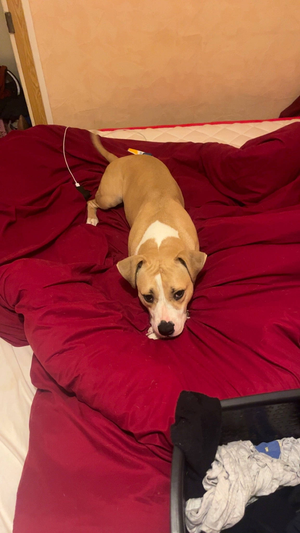 Paki participe au concours pour gagner de l'argent avec cette photo : bed, bedding, carnivore, comfort, companion_dog, dog, dog_breed, dog_supply, fawn, flooring, fur, hardwood, linens, paw, pet_supply, pillow, room, sporting_group, tail, working_animal