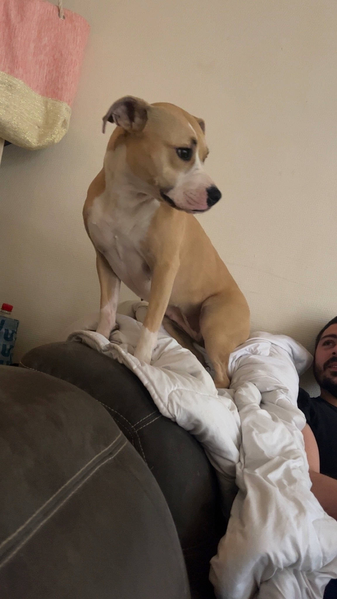 Paki participe au concours pour gagner de l'argent avec cette photo : abdomen, canidae, carnivore, comfort, companion_dog, dog, dog_breed, event, fawn, flooring, fur, gesture, human_leg, sitting, snout, sporting_group, thigh, toy_dog, trunk, working_animal