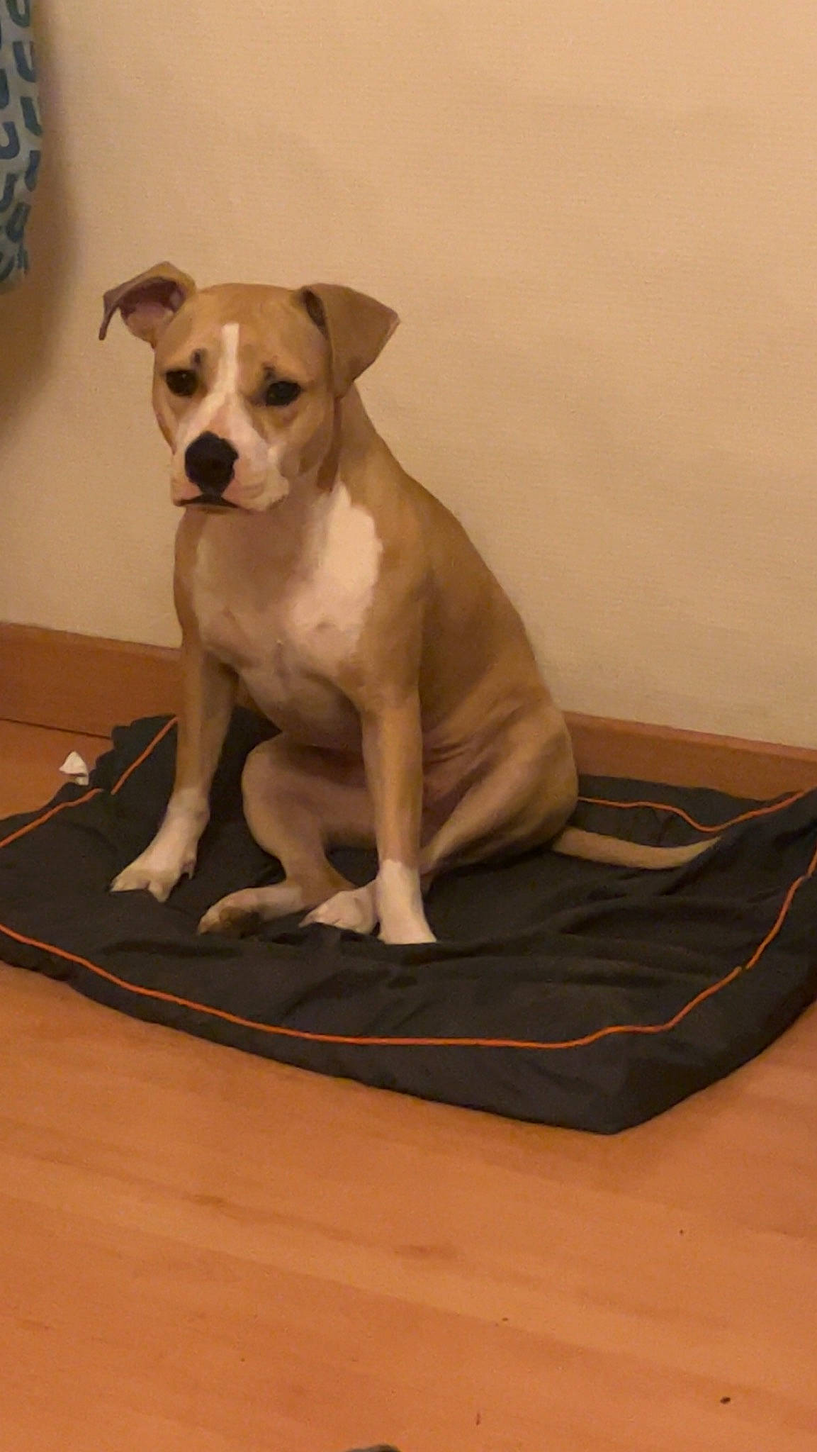 Paki a rejoint le concours — aidez-le/la à gagner de superbes lots ! canidae, carnivore, comfort, companion_dog, dog, dog_breed, fawn, flooring, hardwood, non_sporting_group, paw, pet_supply, puppy, rectangle, sporting_group, tail, toy_dog, whiskers, wood, working_animal