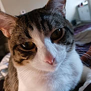Scuttle is registered to the contest to win money with this photo: animal, cat, close_up, closeup, curious, cute, domestic, eyes, face, feline, fur, house, indoor, mammal, nose, pet, portrait, soft_light, tabby, whiskers