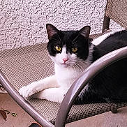 Lumiere joined the competition — help win amazing prizes! cat, black_and_white_cat, pet, animal, feline, chair, outdoor, relaxing, yellow_eyes, fur, whiskers, paw, resting, texture, wall, metal_frame, seat, domestic_cat, looking, portrait