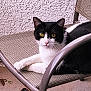 cat, black_and_white_cat, pet, animal, feline, chair, outdoor, relaxing, yellow_eyes, fur, whiskers, paw, resting, texture, wall, metal_frame, seat, domestic_cat, looking, portrait