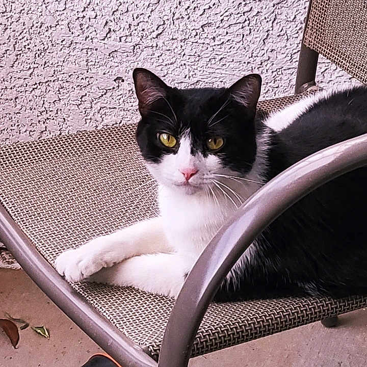 Lumiere joined the competition — help win amazing prizes! cat, black_and_white_cat, pet, animal, feline, chair, outdoor, relaxing, yellow_eyes, fur, whiskers, paw, resting, texture, wall, metal_frame, seat, domestic_cat, looking, portrait
