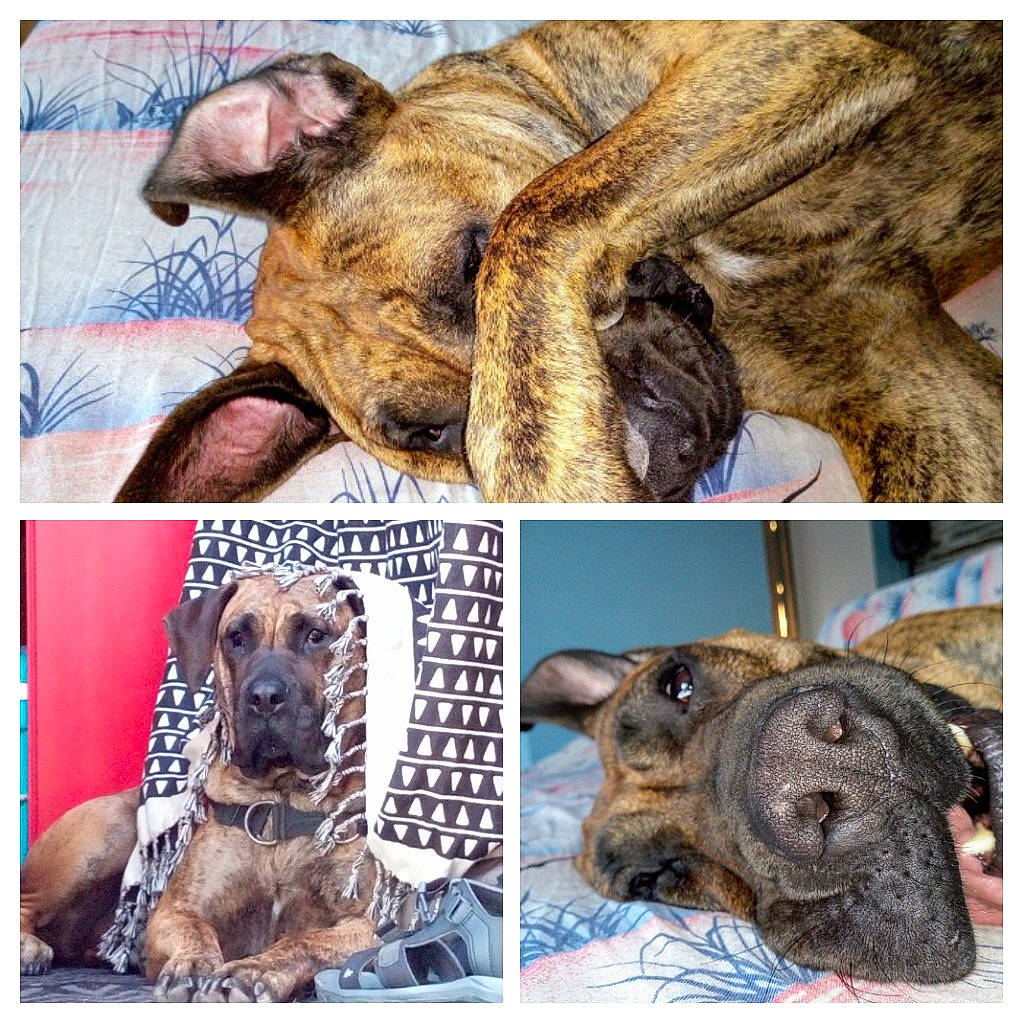 Loca participe au concours pour gagner de l'argent avec cette photo : ancient_dog_breeds, canidae, carnivore, collage, collar, companion_dog, dog, dog_breed, dog_supply, fawn, liver, organism, paw, pet_supply, skin, snout, sporting_group, vertebrate, working_animal, working_dog