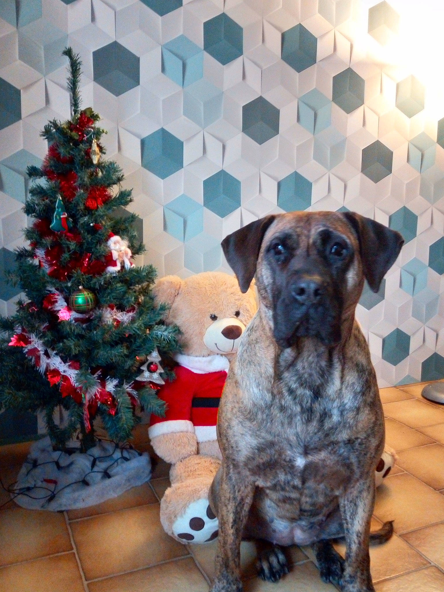 Loca participe au concours pour gagner de l'argent avec cette photo : canidae, carnivore, christmas_decoration, christmas_eve, christmas_ornament, christmas_tree, companion_dog, dog, dog_breed, fawn, floor, flooring, holiday, holiday_ornament, interior_design, liver, snout, sporting_group, working_animal