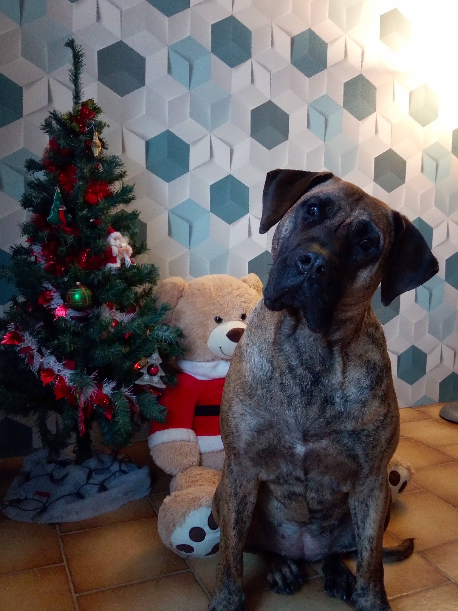 Loca a rejoint le concours — aidez-le/la à gagner de superbes lots ! canidae, carnivore, christmas, christmas_decoration, christmas_eve, christmas_ornament, christmas_tree, companion_dog, dog, dog_breed, fawn, holiday, interior_design, liver, snout, sporting_group, stuffed_toy, toy, working_animal