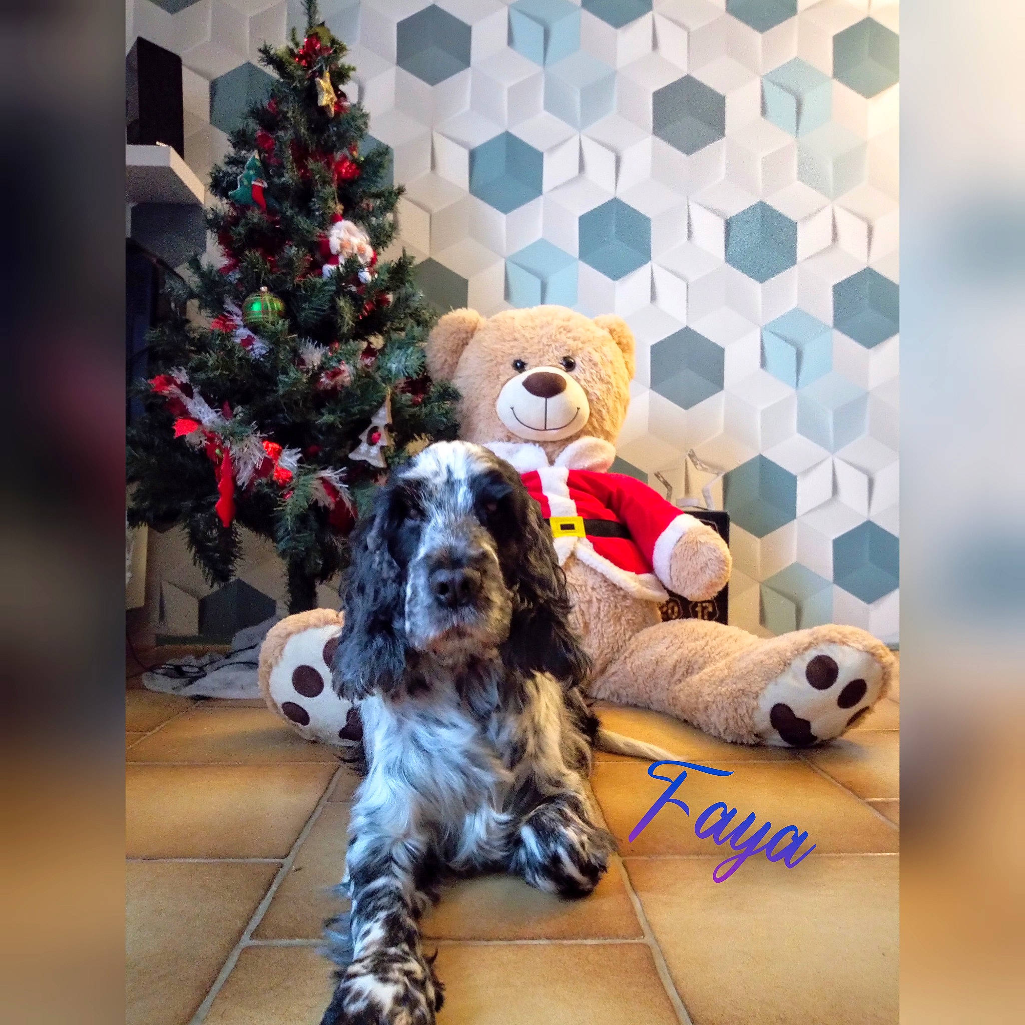 Faya participe au concours pour gagner de l'argent avec cette photo : canidae, carnivore, christmas, christmas_decoration, christmas_eve, christmas_ornament, christmas_tree, companion_dog, dog, dog_breed, dog_supply, fur, holiday, interior_design, snout, sporting_group, stuffed_toy, teddy_bear, toy, vertebrate