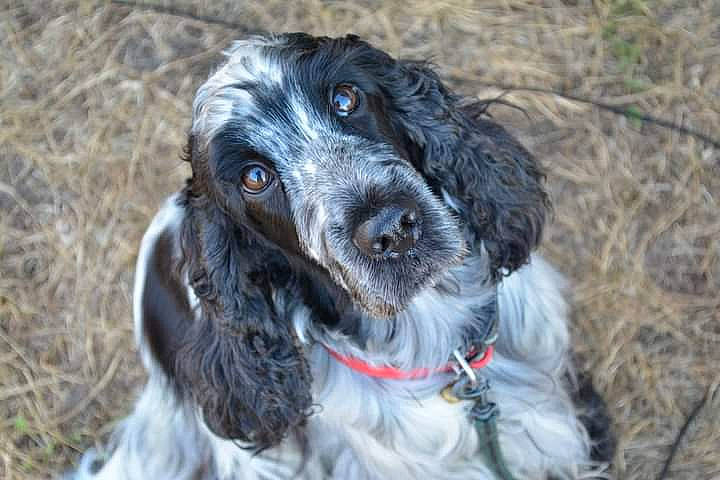 Faya participe au concours pour gagner de l'argent avec cette photo : canidae, carnivore, cocker_spaniel, collar, companion_dog, dog, dog_breed, dog_collar, french_spaniel, fur, grass_family, gun_dog, hunting_dog, liver, pointing_breed, russian_spaniel, snout, spaniel, sporting_group, working_animal