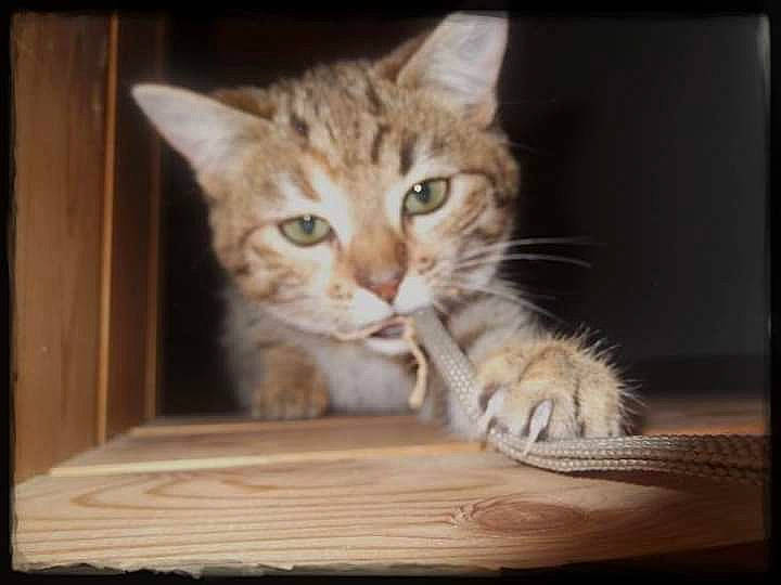 Calypso a rejoint le concours — aidez-le/la à gagner de superbes lots ! carnivore, cat, claw, domestic_short_haired_cat, fawn, felidae, fur, hardwood, kitten, mammal, paw, plywood, small_to_medium_sized_cats, snout, tabby_cat, toe, vertebrate, whiskers, wood, wood_stain