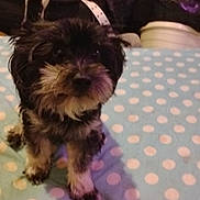 Brownie Reynolds joined the competition — help win amazing prizes! dog, puppy, pet, indoor, blanket, polka_dot, fur, small_dog, curious, cute, sitting, black_fur, light_patches, bedroom, clutter, jacket, container, cozy, animal, companion