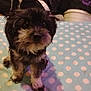 dog, puppy, pet, indoor, blanket, polka_dot, fur, small_dog, curious, cute, sitting, black_fur, light_patches, bedroom, clutter, jacket, container, cozy, animal, companion