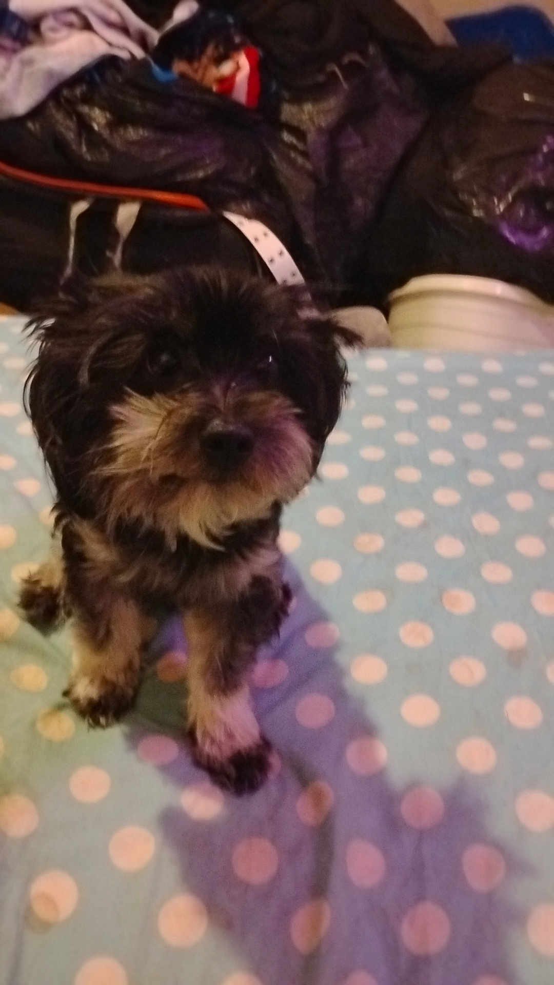 Brownie Reynolds