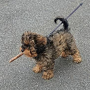 Bella a rejoint le concours — aidez-le/la à gagner de superbes lots ! dog, puppy, small_dog, fluffy, brown_fur, black_fur, curly_fur, leash, stick, outdoor, pavement, asphalt, walking, standing, pet, animal, cute, playful, street, photograph