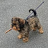 dog, puppy, small_dog, fluffy, brown_fur, black_fur, curly_fur, leash, stick, outdoor, pavement, asphalt, walking, standing, pet, animal, cute, playful, street, photograph