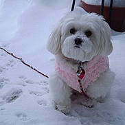 Snowball joined the competition — help win amazing prizes! canidae, carnivore, chinese_imperial_dog, companion_dog, dog, dog_breed, havanese, kyi_leo, lhasa_apso, lowchen, maltepoo, maltese, mammal, puppy, puppy_love, rare_breed_dog, shih_tzu, snout, snow, toy_dog