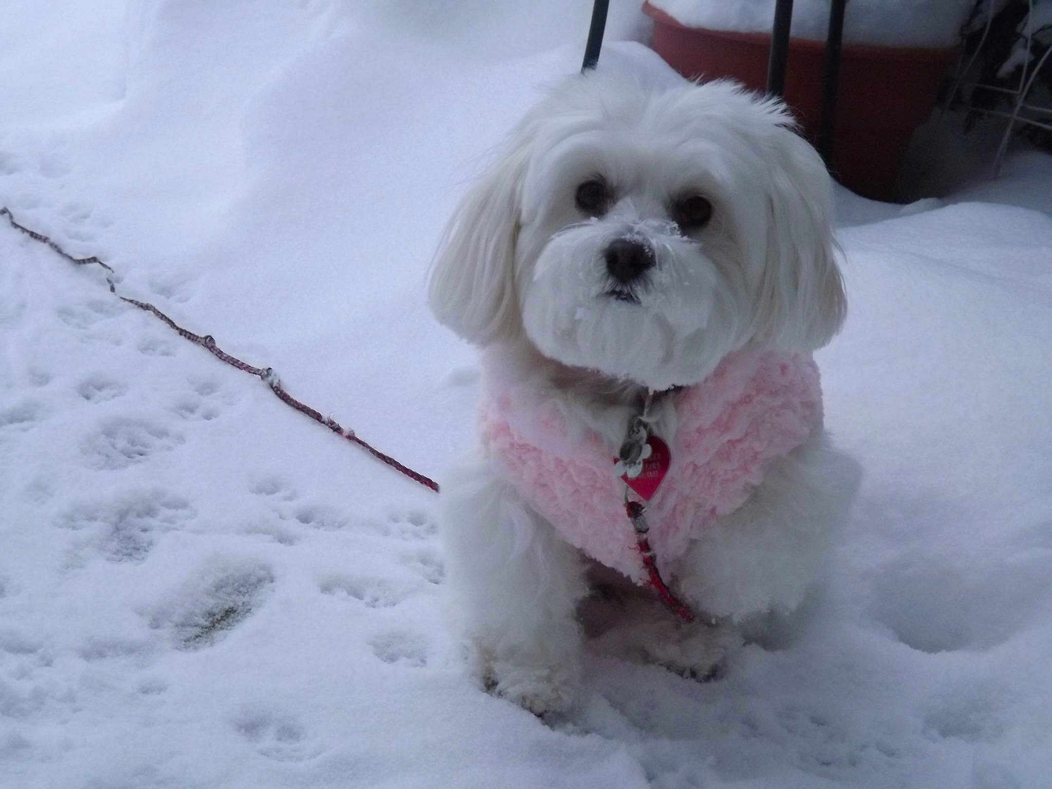 Snowball joined the competition — help win amazing prizes! canidae, carnivore, chinese_imperial_dog, companion_dog, dog, dog_breed, havanese, kyi_leo, lhasa_apso, lowchen, maltepoo, maltese, mammal, puppy, puppy_love, rare_breed_dog, shih_tzu, snout, snow, toy_dog