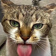 Chungus joined the competition — help win amazing prizes! cat, close_up, tongue_out, green_eyes, playful, cute, pet, animal, fur, whiskers, face, muzzle, tabby, domestic_cat, silly, expression, indoor, blurred_background, pink_tongue, curious