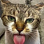 cat, close_up, tongue_out, green_eyes, playful, cute, pet, animal, fur, whiskers, face, muzzle, tabby, domestic_cat, silly, expression, indoor, blurred_background, pink_tongue, curious