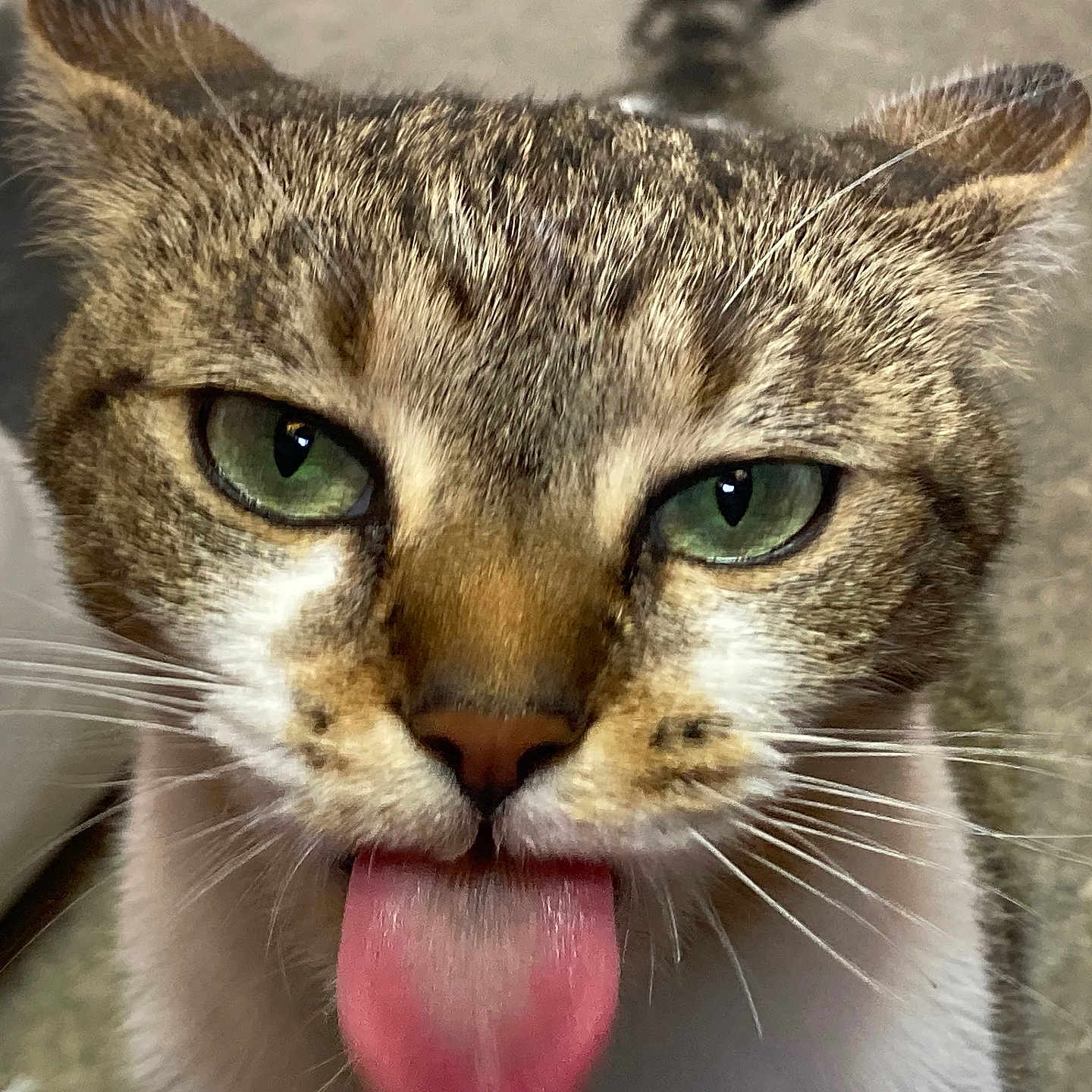 Chungus joined the competition — help win amazing prizes! animal, blurred_background, cat, close_up, curious, cute, domestic_cat, expression, face, fur, green_eyes, indoor, muzzle, pet, pink_tongue, playful, silly, tabby, tongue_out, whiskers