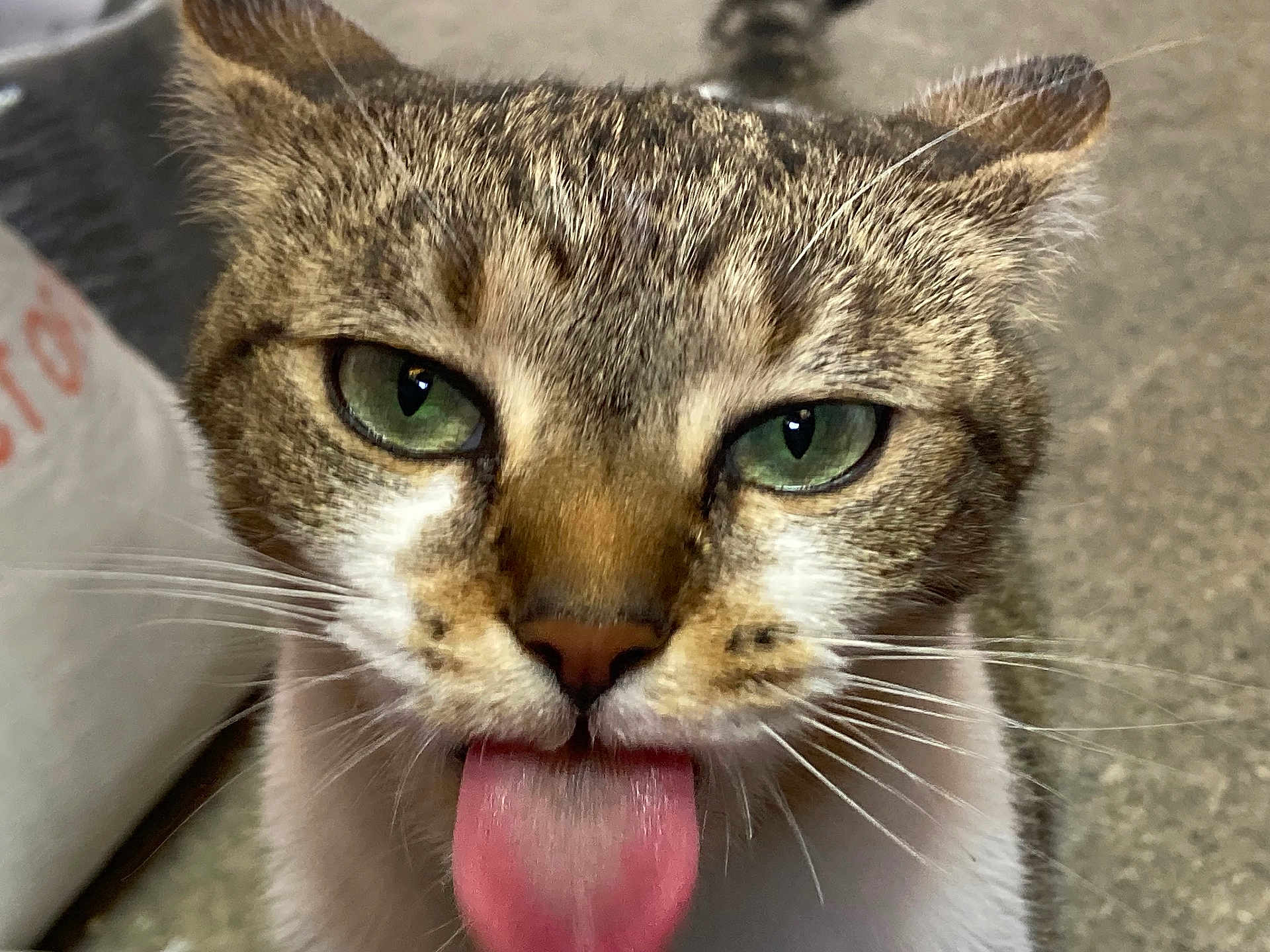 Chungus joined the competition — help win amazing prizes! cat, close_up, tongue_out, green_eyes, playful, cute, pet, animal, fur, whiskers, face, muzzle, tabby, domestic_cat, silly, expression, indoor, blurred_background, pink_tongue, curious