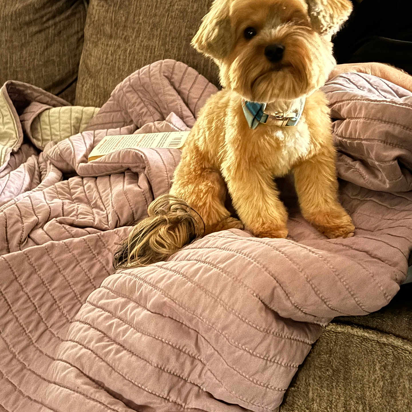 Winston is registered to the contest to win money with this photo: animal, blanket, bow_tie, brown, companion, couch, cozy, cute, dog, domestic_animal, fur, furniture, indoor, pet, portrait, quilt, relaxing, sitting, small_dog, tan