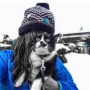 Milko participe au concours pour gagner de l'argent avec cette photo : cat, person, hat, winter_clothing, leash, outdoor, snow, blue_jacket, black_and_white_cat, knitted_hat, cold_weather, animal, pet, feline, fur, whiskers, eyes, hand, holding, background
