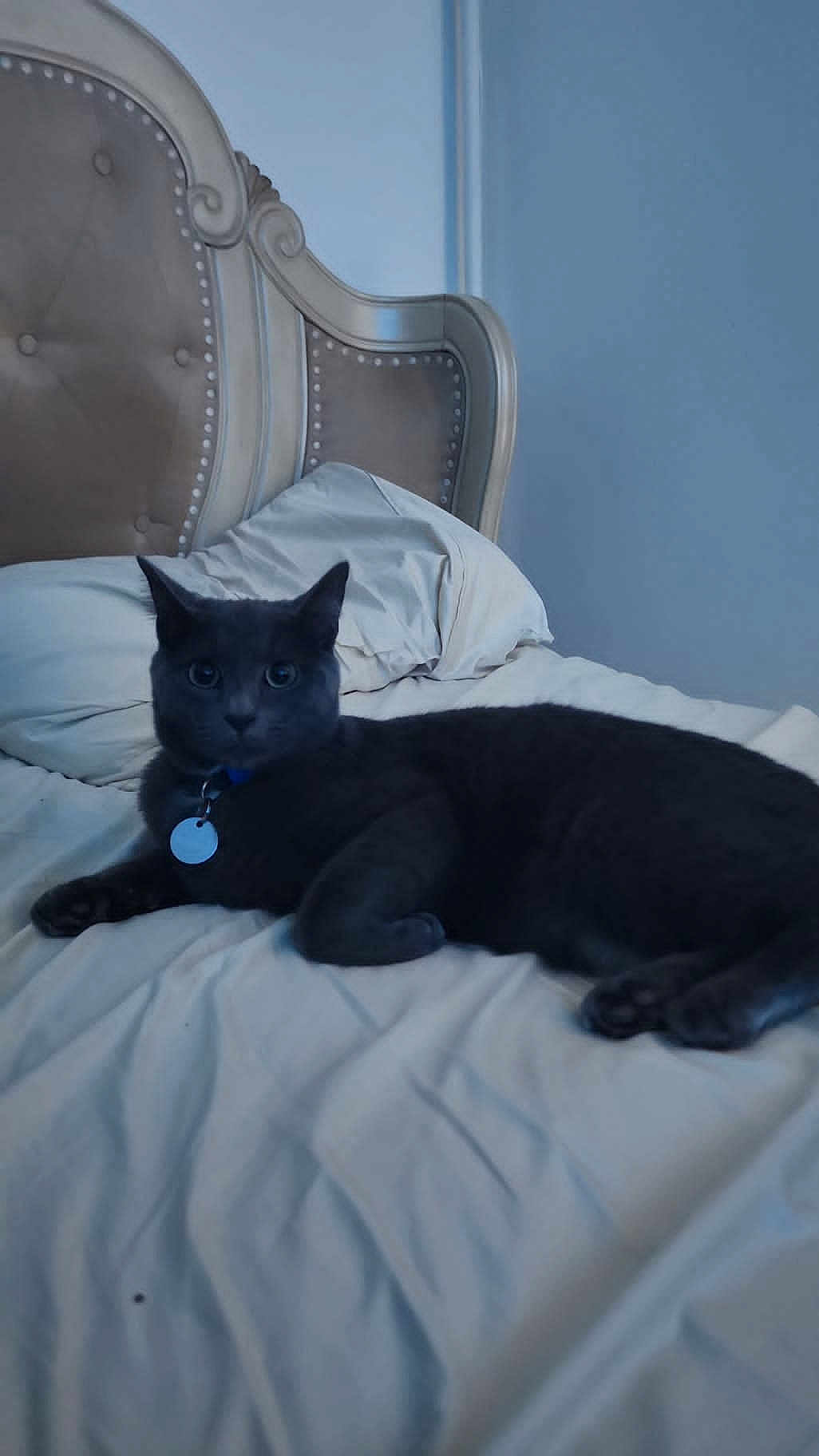 Tommy is registered to the contest to win money with this photo: cat, gray_cat, bed, pillow, headboard, indoor, pet, feline, collar, tag, resting, fur, animal, sleepy, home, cozy, domestic, relaxed, looking, cute