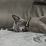 Bella joined the competition — help win amazing prizes! cat, gray_cat, sleeping, tongue_out, collar, blanket, couch, pillow, indoor, pet, resting, feline, cozy, relaxed, animal, fur, whiskers, cute, domestic, home