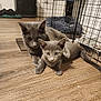 Bella is registered to the contest to win money with this photo: cat, kitten, gray_cat, pets, indoor, wooden_floor, cage, feline, animal, cute, snuggle, paw, fur, eyes, domestic, companion, curious, resting, cozy, home