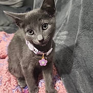 Bella is registered to the contest to win money with this photo: kitten, cat, gray_cat, pet, collar, flower_charm, crocheted_blanket, purple, pink, cozy, indoor, furniture, couch, curious, animal, fur, small_pet, domestic_cat, cute, young_cat