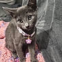 kitten, cat, gray_cat, pet, collar, flower_charm, crocheted_blanket, purple, pink, cozy, indoor, furniture, couch, curious, animal, fur, small_pet, domestic_cat, cute, young_cat