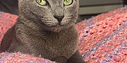 Bella joined the competition — help win amazing prizes! cat, gray_cat, green_eyes, knitted_blanket, soft_texture, indoor, pet, feline, resting, close_up, portrait, curious, whiskers, ears, nose, cozy, relaxed, animal, cute, home