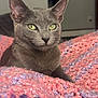cat, gray_cat, green_eyes, knitted_blanket, soft_texture, indoor, pet, feline, resting, close_up, portrait, curious, whiskers, ears, nose, cozy, relaxed, animal, cute, home