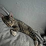 Dior joined the competition — help win amazing prizes! cat, tabby, pet, animal, relaxed, indoor, bed, blanket, paw, fur, whiskers, ears, curious, resting, cute, feline, sleepy, comfort, soft, texture