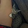 Dior is registered to the contest to win money with this photo: cat, tabby_cat, sleeping, hugging, paws, couch, cozy, indoor, pet, human, bare_skin, relaxation, close_up, feline, comfort, resting, animal, friendship, nap, warmth