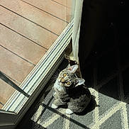Dior joined the competition — help win amazing prizes! cat, tabby, pet, indoor, sunlight, carpet, pattern, window, glass_door, curious, sitting, whiskers, ears, shadow, floor, home, domestic, animal, feline, looking_up