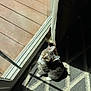 cat, tabby, pet, indoor, sunlight, carpet, pattern, window, glass_door, curious, sitting, whiskers, ears, shadow, floor, home, domestic, animal, feline, looking_up