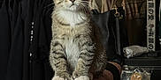 Dior joined the competition — help win amazing prizes! kitten, cat, tabby, chair, towel, clothes, closet, hanger, bag, indoor, pet, fur, whiskers, curious, perched, small, domestic, feline, alert, cozy